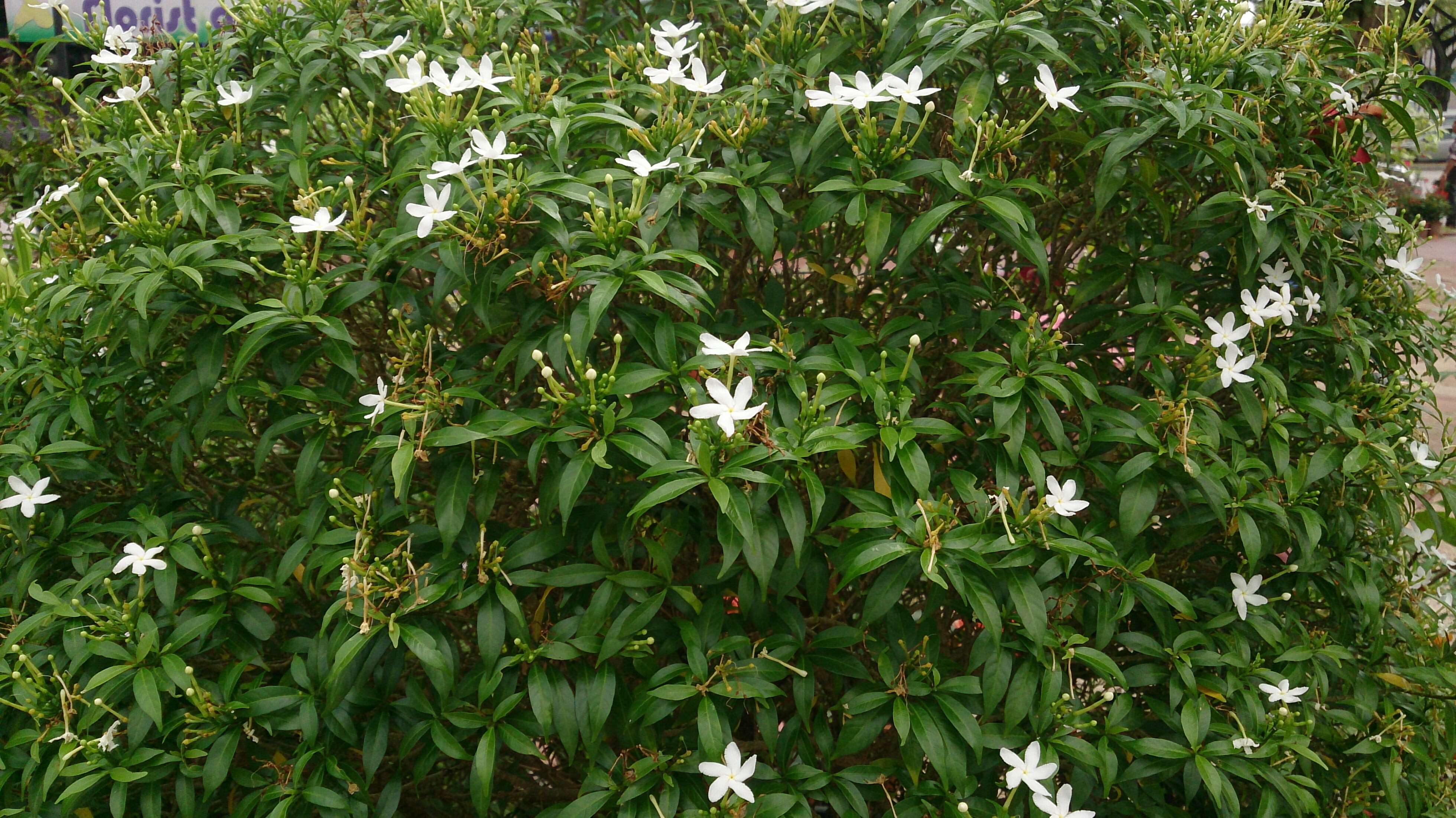 Plancia ëd Tabernaemontana divaricata (L.) R. Br. ex Roem. & Schult.