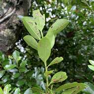 Image of Ilex maximowicziana Loes.