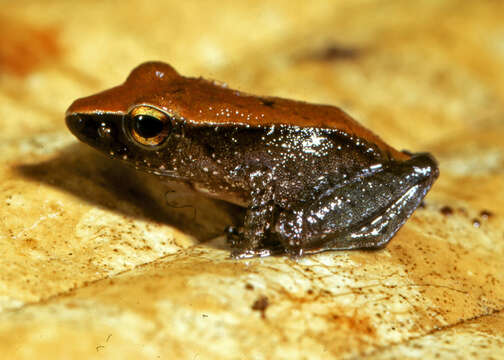 Image of Pristimantis peruvianus (Melin 1941)