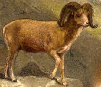 Image of argali, mouflon