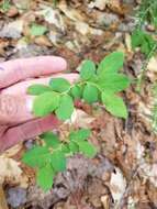 Image of Alaska blueberry