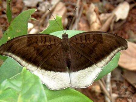 Image of Tanaecia lepidea Butler 1868