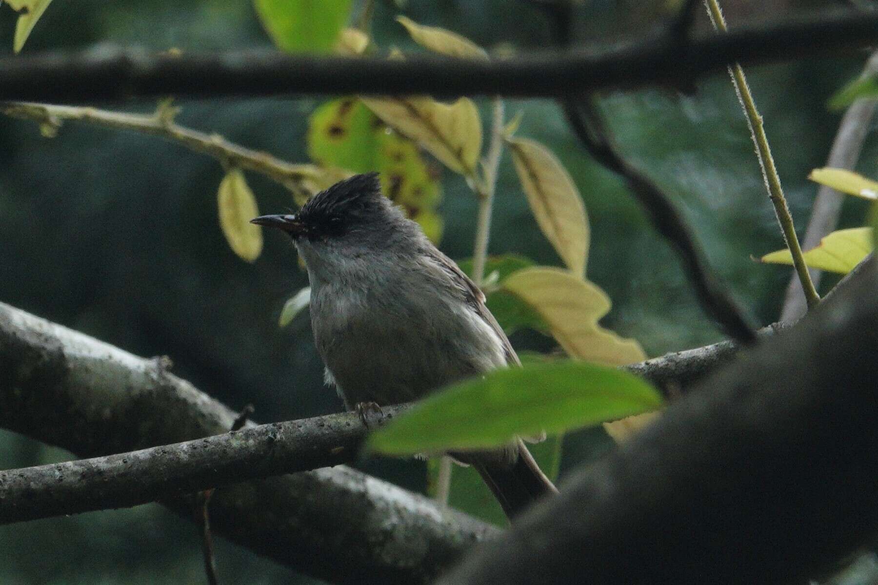 Image of Black-chinned Yuhina