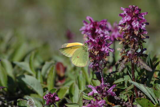 Image of Hecla Sulphur