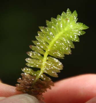 Image of Schistochila nobilis (Hook.) Trevis.