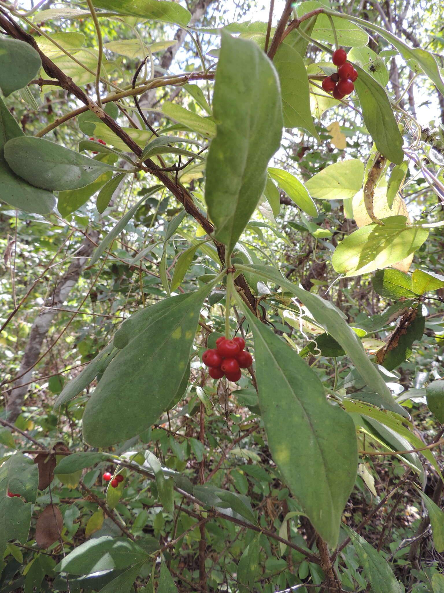 Image of Psychotria punctata var. punctata