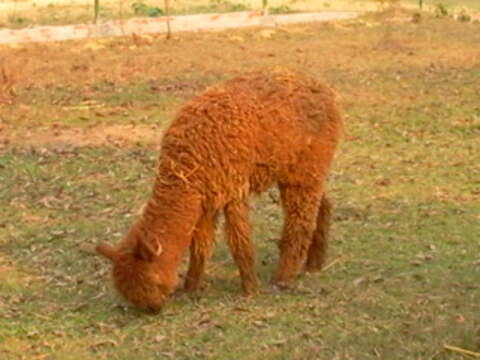 Image of Alpaca