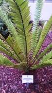 Image of Natal Cycad