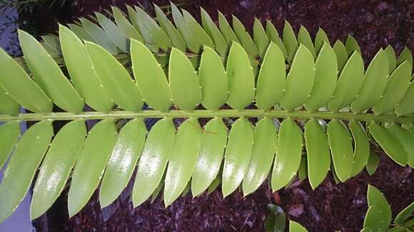 Image of Natal Cycad