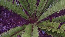 Image of Natal Cycad