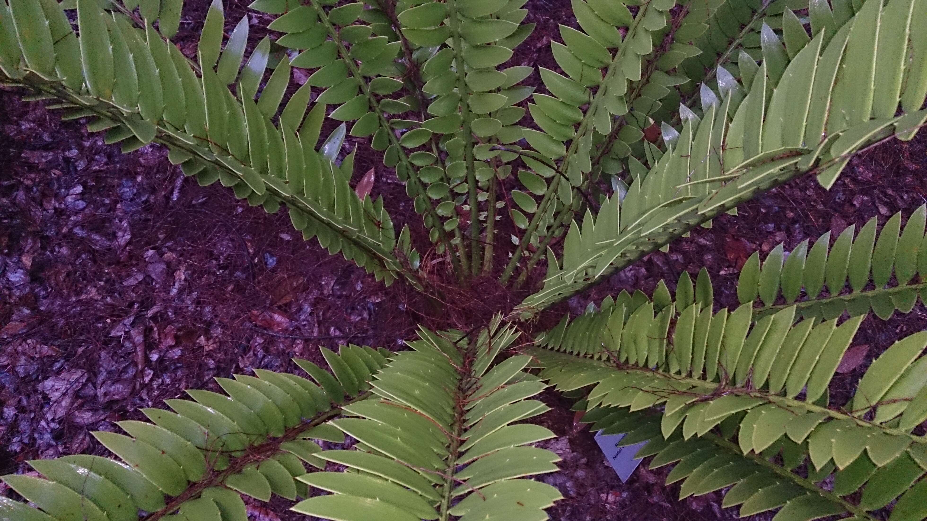 Image of Natal Cycad