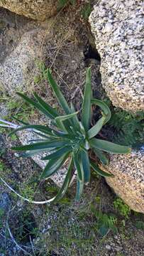 Sivun Dudleya saxosa subsp. aloides (Rose) Moran kuva