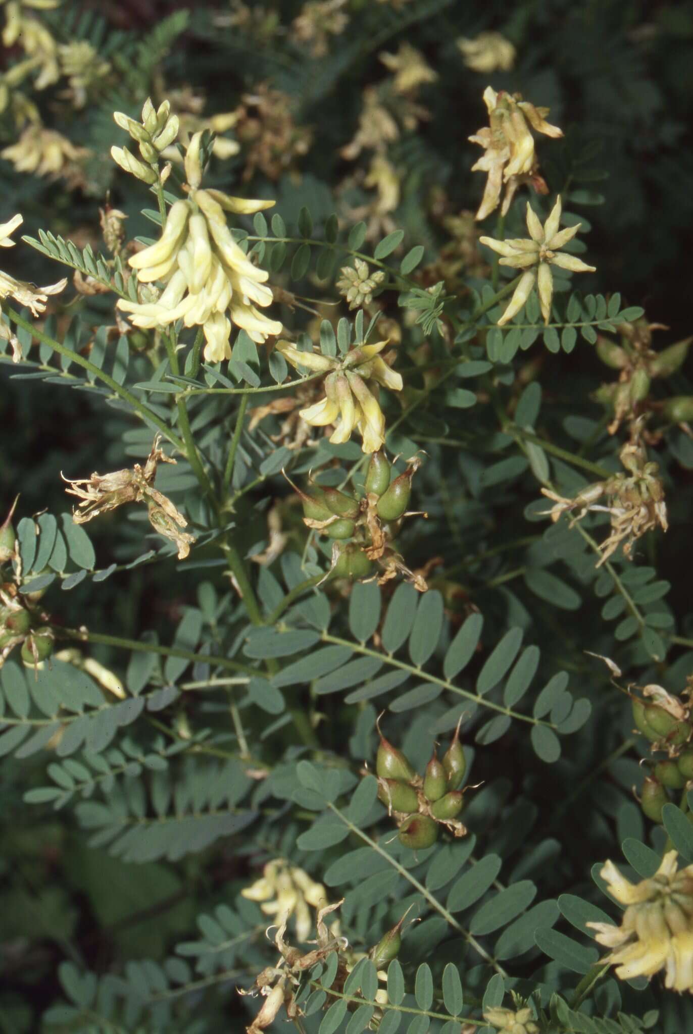 Image of Cooper's milkvetch