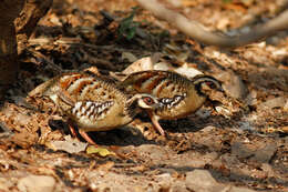 Image of Bar-backed Hill Partridge