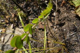 Image of Cliffortia pulchella L. fil.