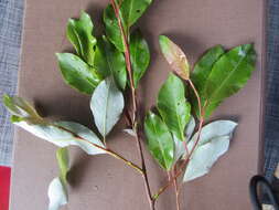 Image of diamondleaf willow