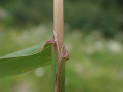 Image of Phleum hirsutum Honck.