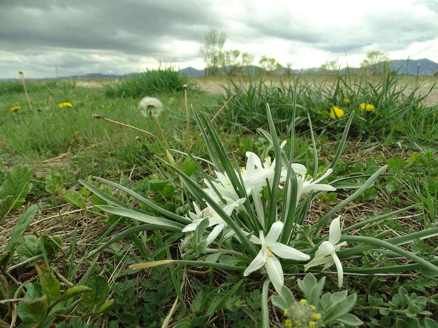 Image of starlily