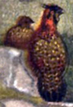 Image of Tragopan Cuvier 1829