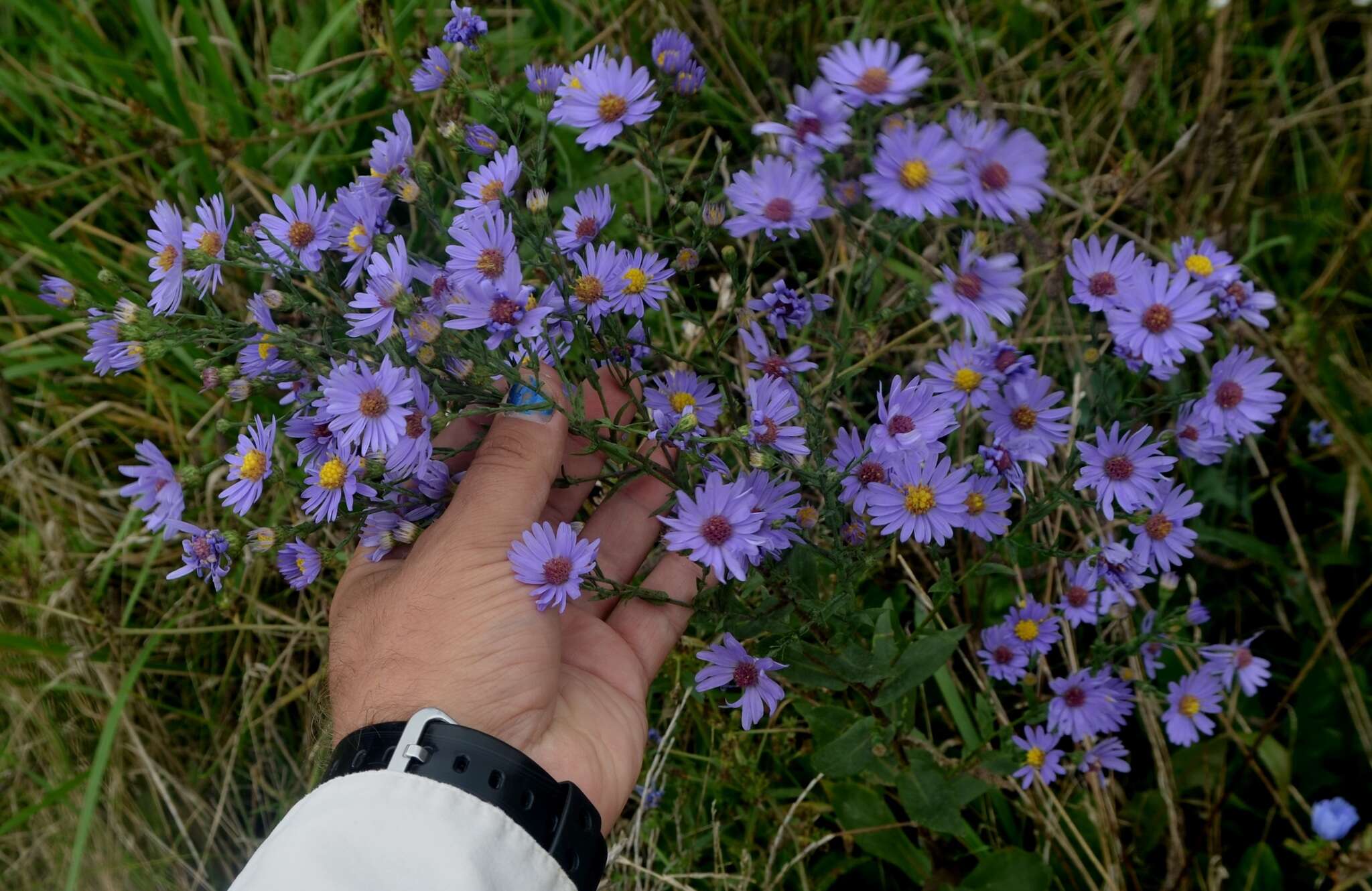Image of smooth blue aster