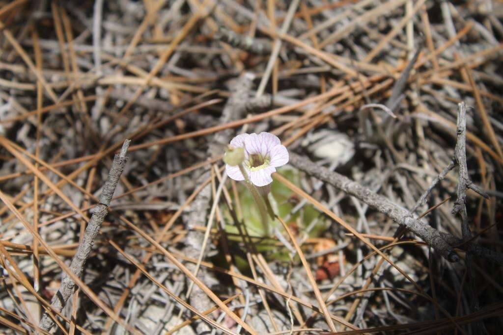 Imagem de Pinguicula kondoi Casper