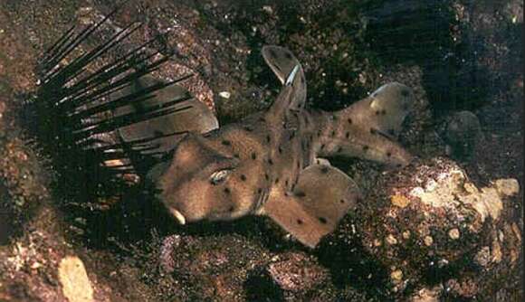 Image of Bullhead Shark