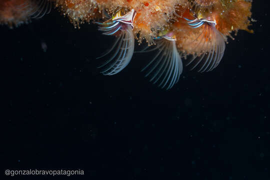 Image of giant barnacle