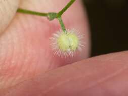 Plancia ëd Galium wrightii A. Gray