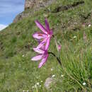 Image of Hesperantha grandiflora G. J. Lewis