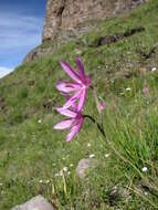 Image of Hesperantha grandiflora G. J. Lewis