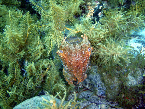 Image of Giant Australian Cuttlefish