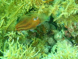 Image of Giant Australian Cuttlefish