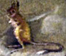 Image of jerboa