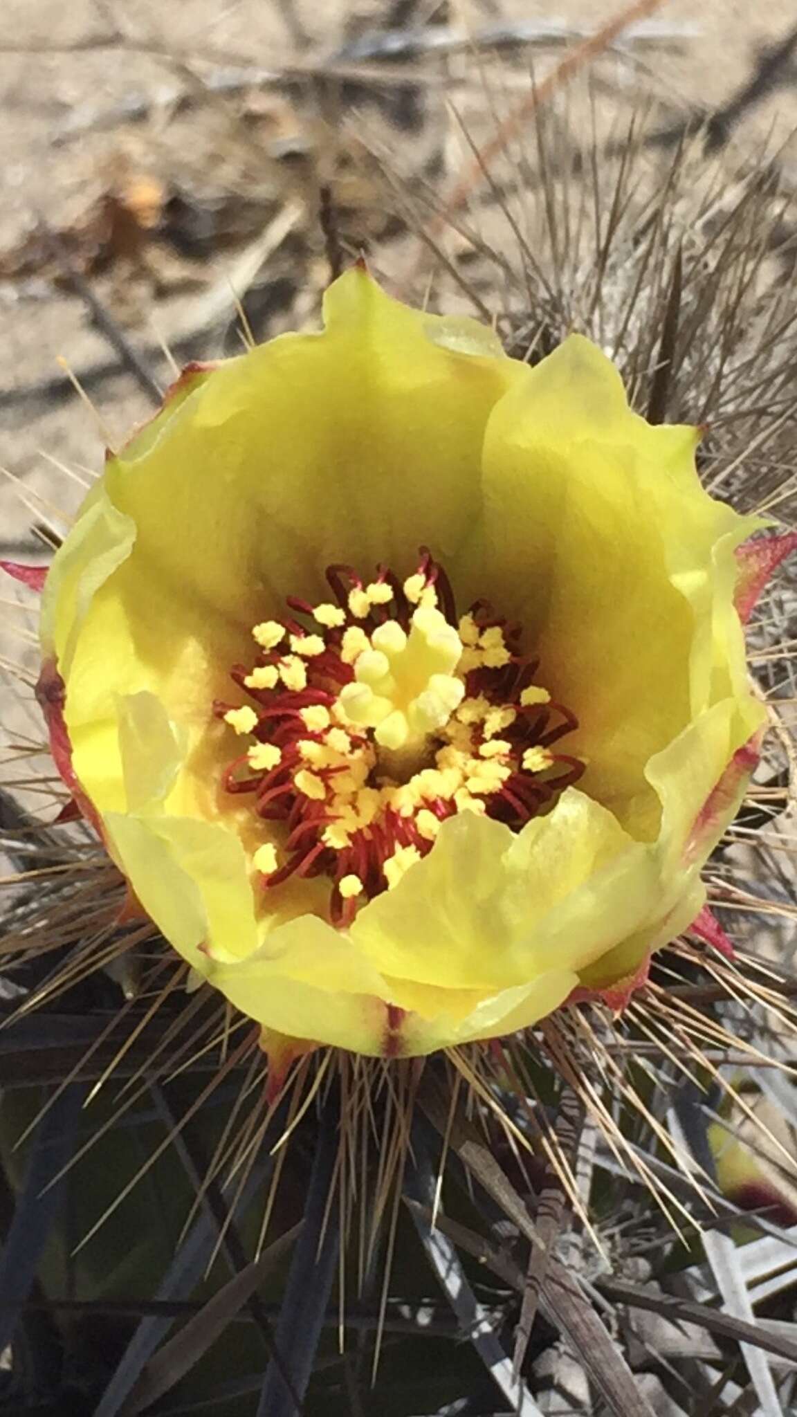 Image of Corynopuntia invicta (Brandegee) F. M. Knuth