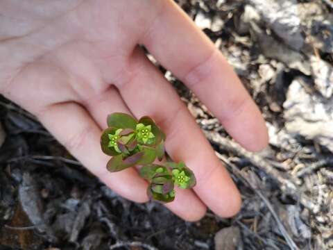 Image of false toadflax