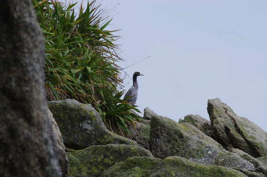 Image of Spotted Shag