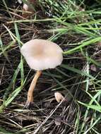 Image of Clitocybe fragrans (With.) P. Kumm. 1871