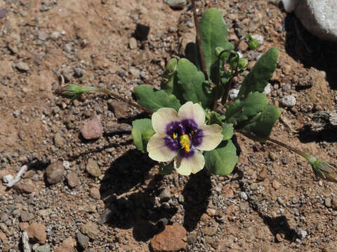 Image of Diascia bicolor K. E. Steiner