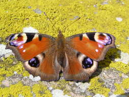 Image of Aglais io