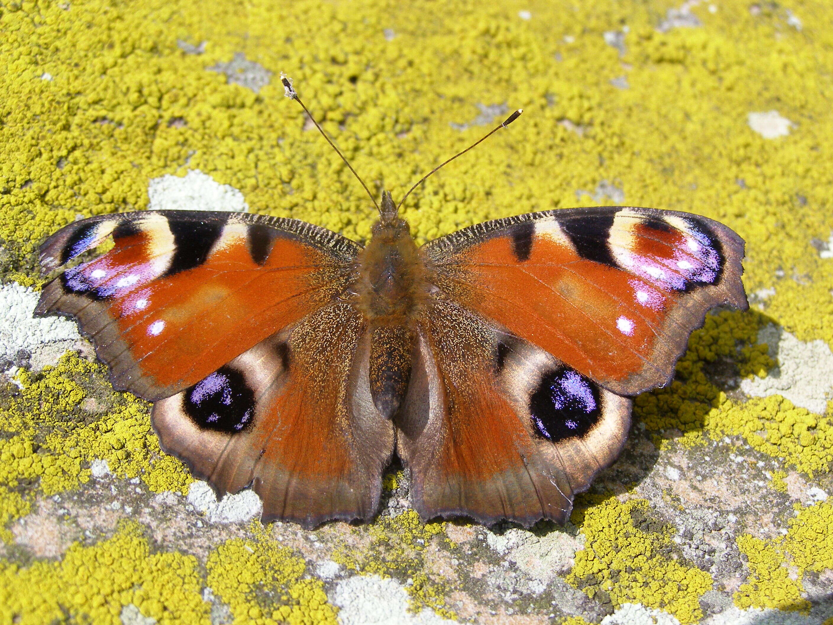 Image of Aglais io