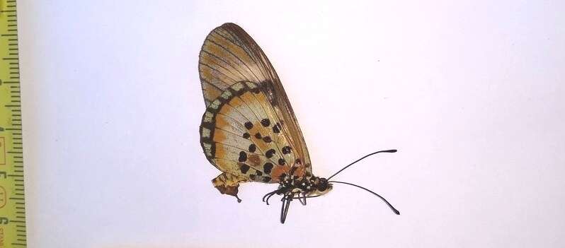 صورة Acraea egina Cramer 1775