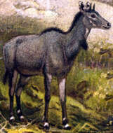 Boselaphus Blainville 1816 resmi