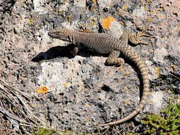 Image of Liolaemus petrophilus Donoso-barros & Cei 1971