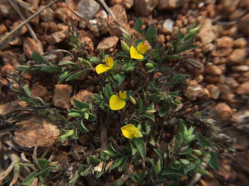 Image of Crotalaria hebecarpa (DC.) Rudd