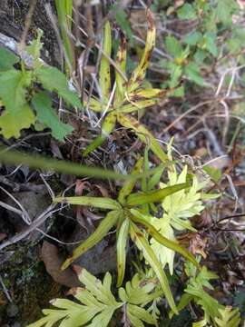 Image of Waianae Mountain digit fern