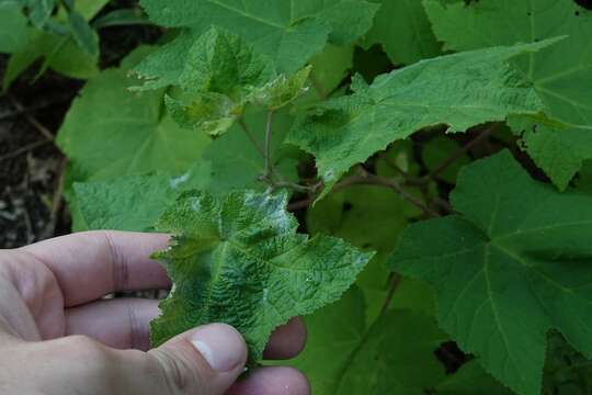 Image of Powdery mildew