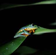 Image of Sylvia's tree frog