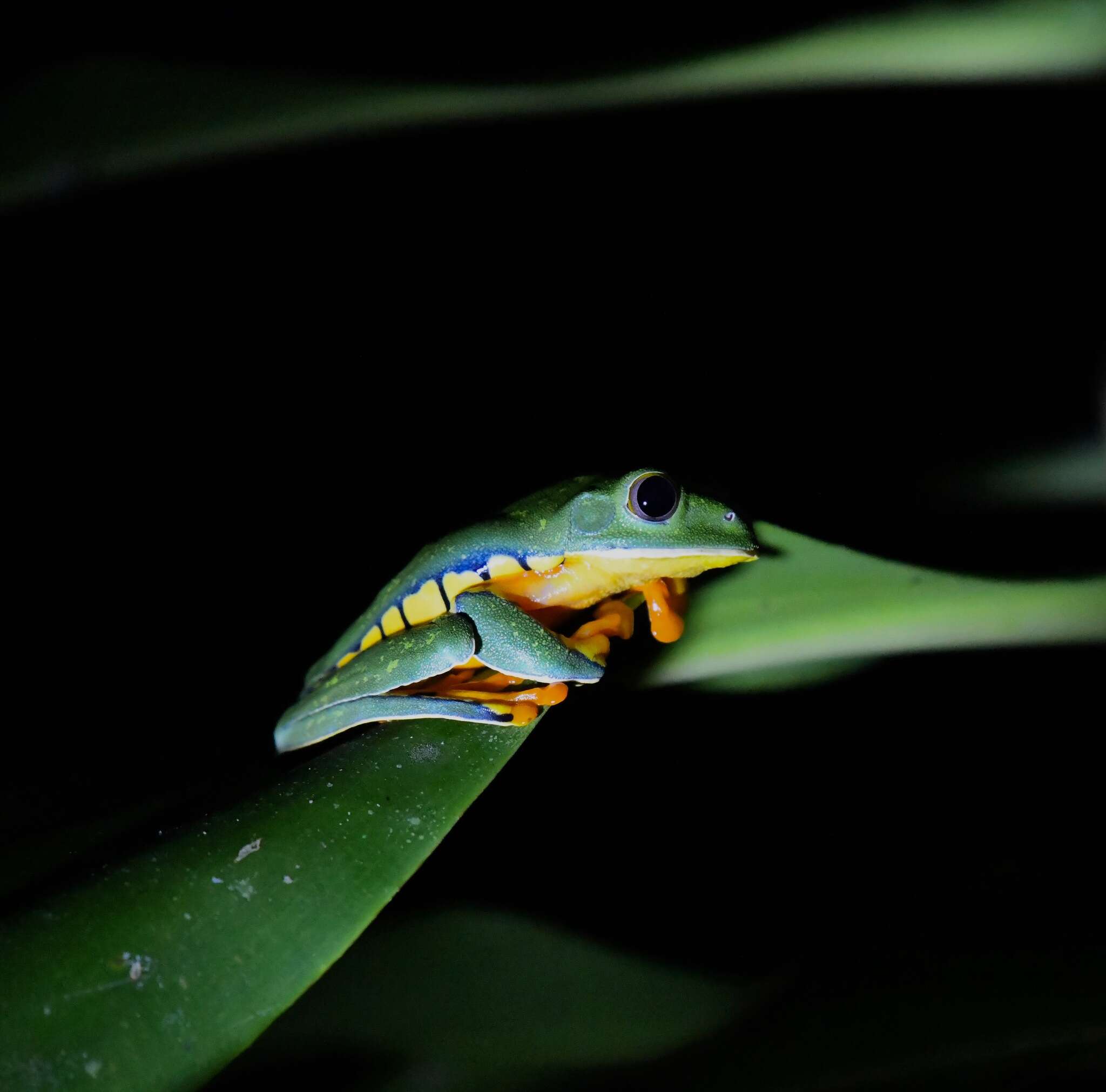 Image of Sylvia's tree frog