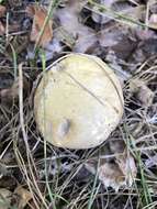 Image of Retiboletus vinaceipes B. Ortiz, Lodge & T. J. Baroni 2007