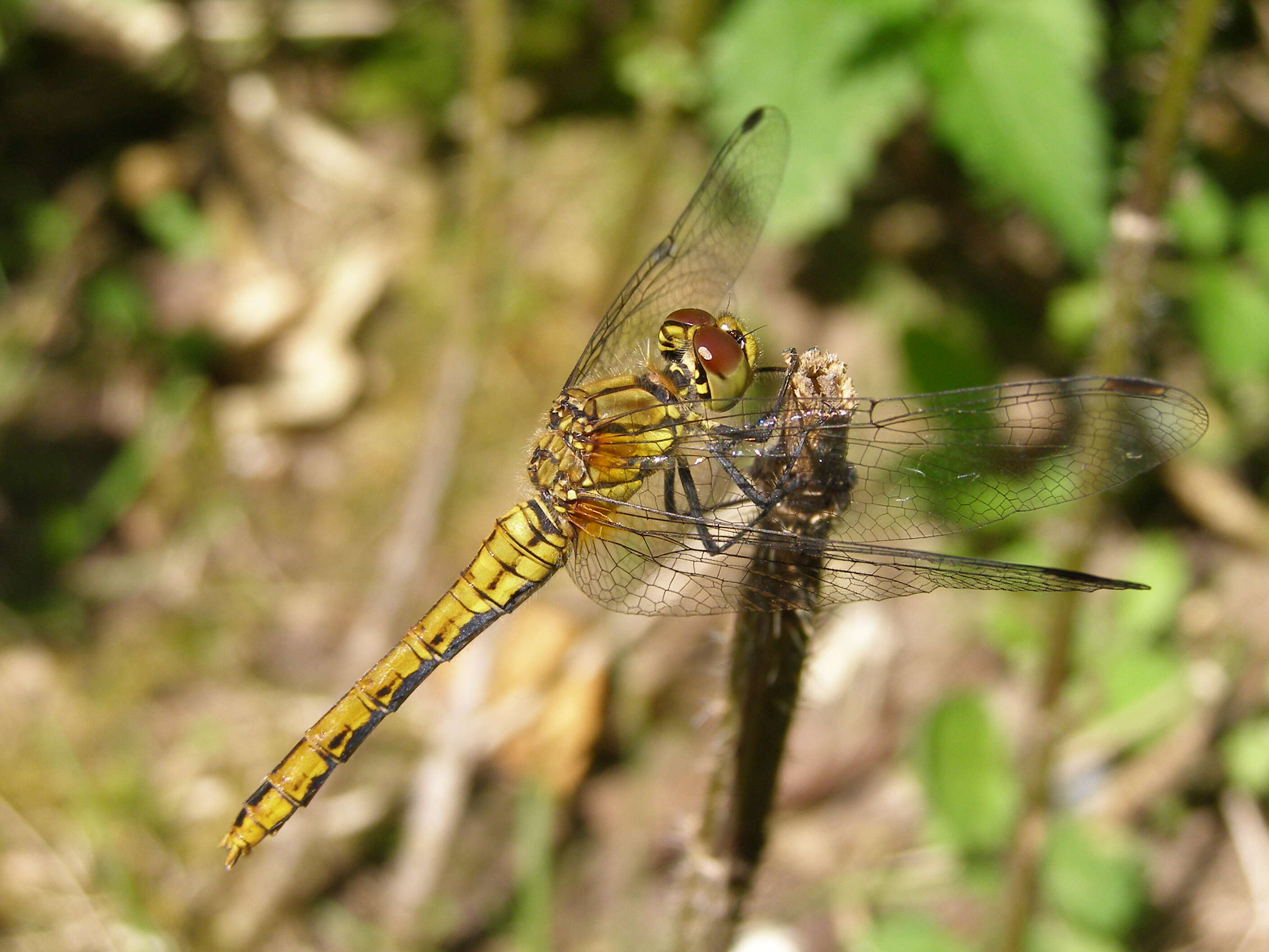 Image of Ruddy Darter